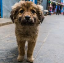 2 de junio: Día Nacional del Perro