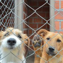 Un bingo para ayudar a castrar a los perros de la calle