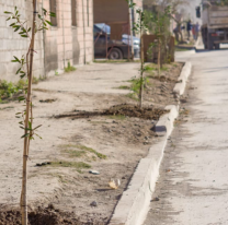 Se plantaron más de 40 árboles en Primera Junta