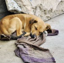 Recolectarán telas y ropa en desuso para asistir a perros de la calle