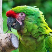 Salta pone en marcha el Plan de Conservación del Guacamayo Verde