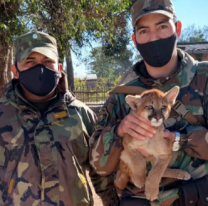 Policía Rural de Tartagal rescató a un puma en cautiverio