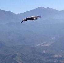 Fotografiaron ejemplares de cóndor en el cerro Medialuna de Metán