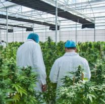 Salta empezará la producción de cannabis con fines medicinales