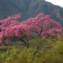 Concurso fotográfico ?Re-Conociendo nuestros árboles nativos?