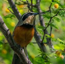 Salta volvió a liderar el ranking nacional de observación de aves