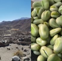 Hoy habrá &#8220;Festival de la Haba&#8221; en Santa Rosa de Tastil