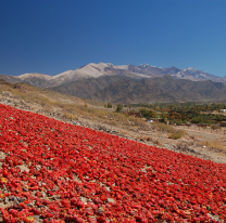 Los pimientos rojos bajo el sol, hacen del Valle Calchaquí una postal única