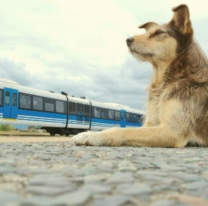 Rubia, la perra salteña que espera a su dueña en la estación de tren de Campo Quijano