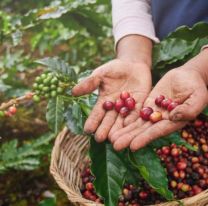 El café que se produce en Argentina es 100% salteño