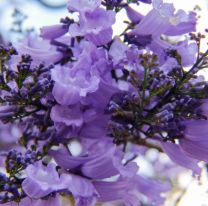 Plantaron 43 jacarandás en memoria de los gendarmes fallecidos en la ruta 34