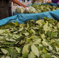 Proponen regular el abastecimiento de hojas de coca