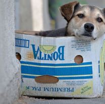 En el día de San Roque, hay 70 perritos esperando un hogar