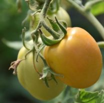 El primer invernadero wichí de Misión la Paz ya produce tomates 