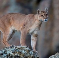 Buscan un puma que está atacando a varios perros