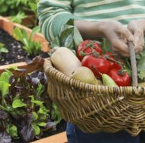 Enseñan a cultivar pequeñas huertas familiares en espacios reducidos