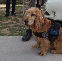 "Teo" el perrito de la policía que se retira y fue adoptado por una familia salteña