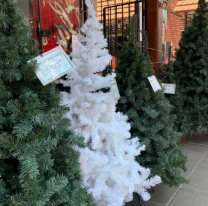 No empezó el Mundial y ya se venden árboles de Navidad: ¿Cuánto cuestan?