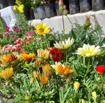 Feria de plantas y flores especial "San Valentín"