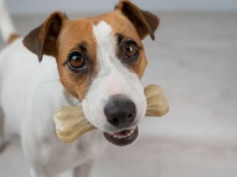 hay un dia internacional del perro