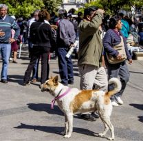 Lanzan una campaña para evitar el abandono de mascotas durante El Milagro