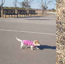 Una lechuza malhumorada quiso llevarse a una perrita en el Parque Bicentenario