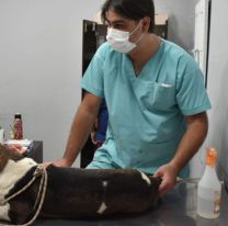 Hoy el Hospital Municipal de Salud Animal atenderá emergencias