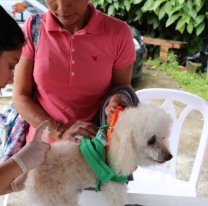 Vecinos de la zona oeste podrán vacunar y desparasitar a sus mascotas gratis