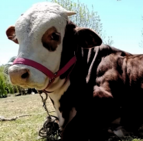 Robaron a "Arturo", la mascota de una familia en Vaqueros y ofrecen recompensa