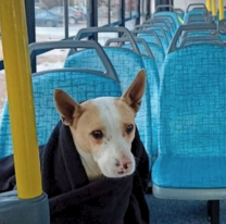 Salteños piden que las mascotas de compañía puedan viajar en colectivo