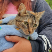 Vecinos podrán vacunar a sus mascotas en distintos puntos del centro salteño