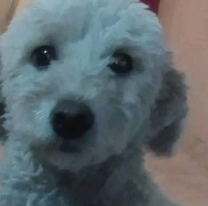 Ofrecen recompensa por  "Olivia" una perrita extraviada 