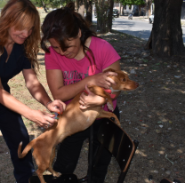 Mañana vacunarán contra la rabia a perros y gatos frente al hospital Señor del Milagro