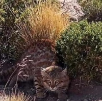 Fotografiaron "Al fantasma de los Andes" cerca de San Antonio de los Cobres