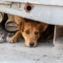 Día Internacional del Perro Callejero: ¿Por qué se celebra cada 27 de julio?