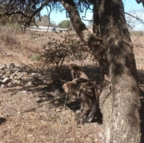 Un Cóndor Andino apareció en el Encón Grande y fue capturado para ser llevado a una reserva