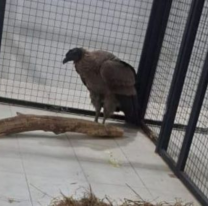 El cóndor rescatado se encuentra en observación en la Estación de Fauna Autóctona