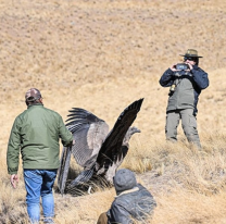 Liberaron a un cóndor andino en Cachi: "Wayna" regresó a su hábitat natural