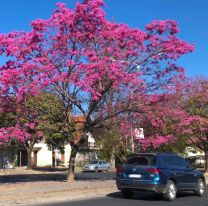 Advierten que la primavera en Salta será más calurosa de lo normal este año