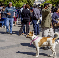 Así podrás identificar a los perritos que acompañan a los peregrinos del Milagro