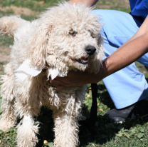 20 perritos perdidos durante las peregrinaciones del Milagro esperan por sus dueños en el refugio