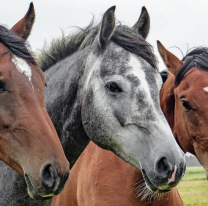 20 de Septiembre: Día Nacional del Caballo