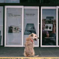 Muchos perritos esperan por una familia en Salta