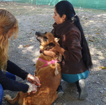 Agentes veterinarios brindarán servicios de vacunación en diversos puntos de la ciudad