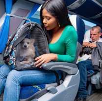 Ahora se podrá viajar con mascotas en colectivos de larga distancia, conoce los detalles