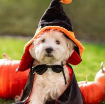 Gran desfile de Halloween para perros: una tarde llena de diversión y premios en Salta