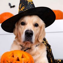 Este sábado: Halloween para perros con disfraces y premios en Salta