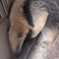 Policía de Salta rescata a un oso melero en General Güemes tras alerta de vecinos en Paraje Torzalito