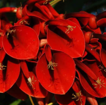 Flor de Ceibo: la leyenda sobre la flor nacional argentina