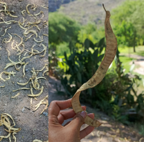 Algarrobo, el superalimento que combate la anemia, fortalece los huesos y mejora el sistema inmunológico